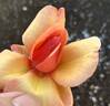 Bronze Cute rose photo