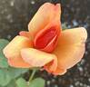 Bronze Cute rose photo