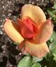 Bronze Cute rose photo