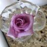 Mamy Blue ® rose photo