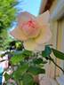 Honoré de Balzac rose photo