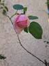 Sonia Rykiel ® rose photo
