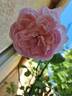 Sonia Rykiel ® rose photo
