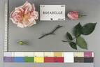 Rosabelle rose photo