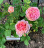 Alchemist rose photo