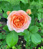 Alchemist rose photo