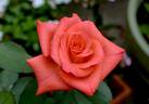Ring of Fire ™ rose photo