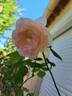 Honoré de Balzac rose photo