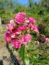 Brewood Belle rose photo