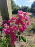 Brewood Belle rose photo