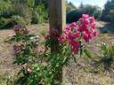Brewood Belle rose photo
