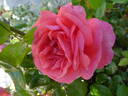 Special Anniversary rose photo