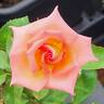 Aristides rose photo