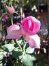 Château de Maintenon ® rose photo