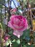 Château de Maintenon ® rose photo
