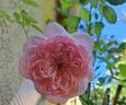 Sonia Rykiel ® rose photo