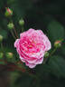 Romantic Siluetta rose photo