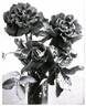 Leuchtfeuer rose photo