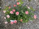 Orange Glow™ Knock Out® rose photo