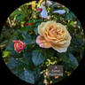 A Fond Farewell rose photo