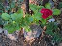 Grimpant Le Grand Huit® rose photo