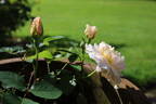 Mary Magdalene rose photo