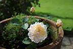 Mary Magdalene rose photo