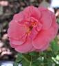 Criterion rose photo