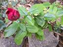 Grimpant Le Grand Huit® rose photo