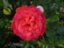 Vulcano ® rose photo
