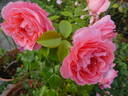 Special Anniversary rose photo