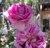 Château de Maintenon ® rose photo