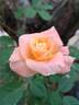 Henryane de Chaponay rose photo
