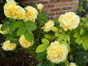 Marco Polo rose photo
