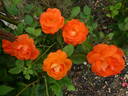 Super Trouper rose photo