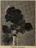 Friedrichsruh rose photo