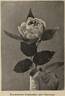Commandeur Jules Gravereaux rose photo