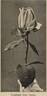 Dora Hansen rose photo