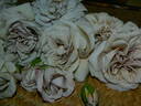 Grey Pearl rose photo