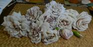Grey Pearl rose photo