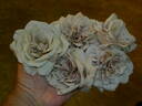 Grey Pearl rose photo