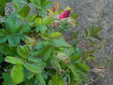 28-98-29 rose photo