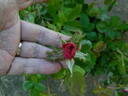 28-98-29 rose photo