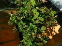 28-98-29 rose photo