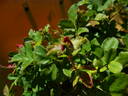 28-98-29 rose photo