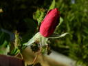 28-98-29 rose photo