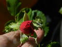 28-98-29 rose photo
