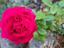 Grimpant Le Grand Huit® rose photo