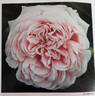 Awakening rose photo