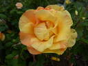 Lollipop rose photo